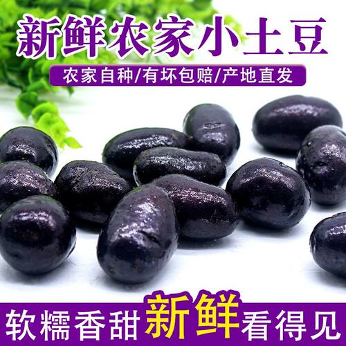 新鲜现挖小果黑土豆紫土豆农家自产迷你马铃薯黑洋芋黑金刚黑美人