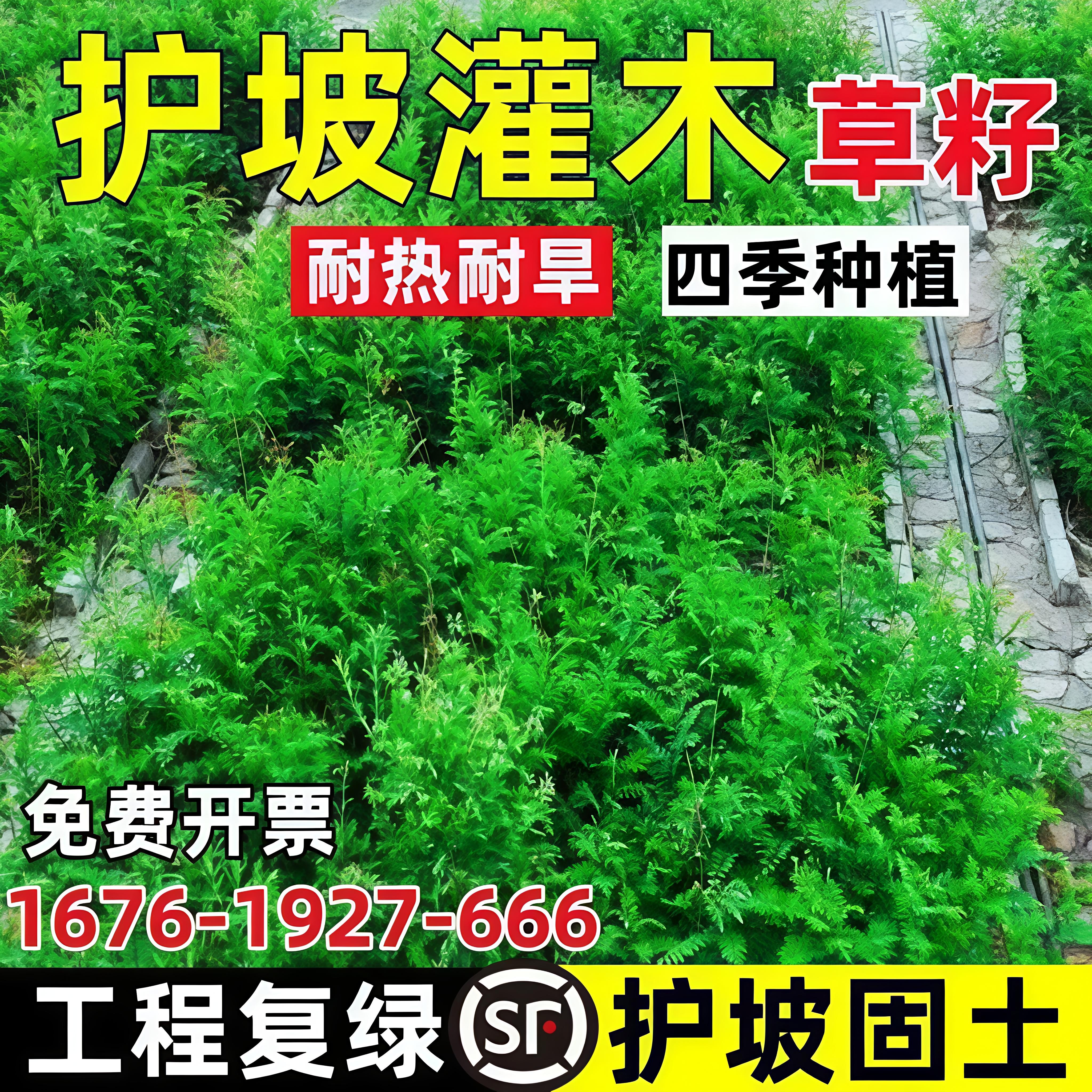 护坡灌木紫穗槐草籽矿山绿化四季
