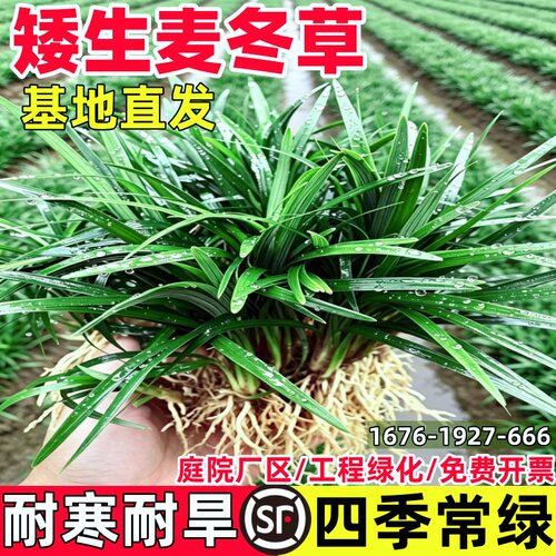 庭院矮麦冬草玉龙草细叶麦冬草苗