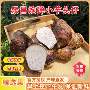 广东韶关乐昌张溪香芋炮弹芋头小芋头仔粉糯毛芋槟榔芋仔新鲜现挖