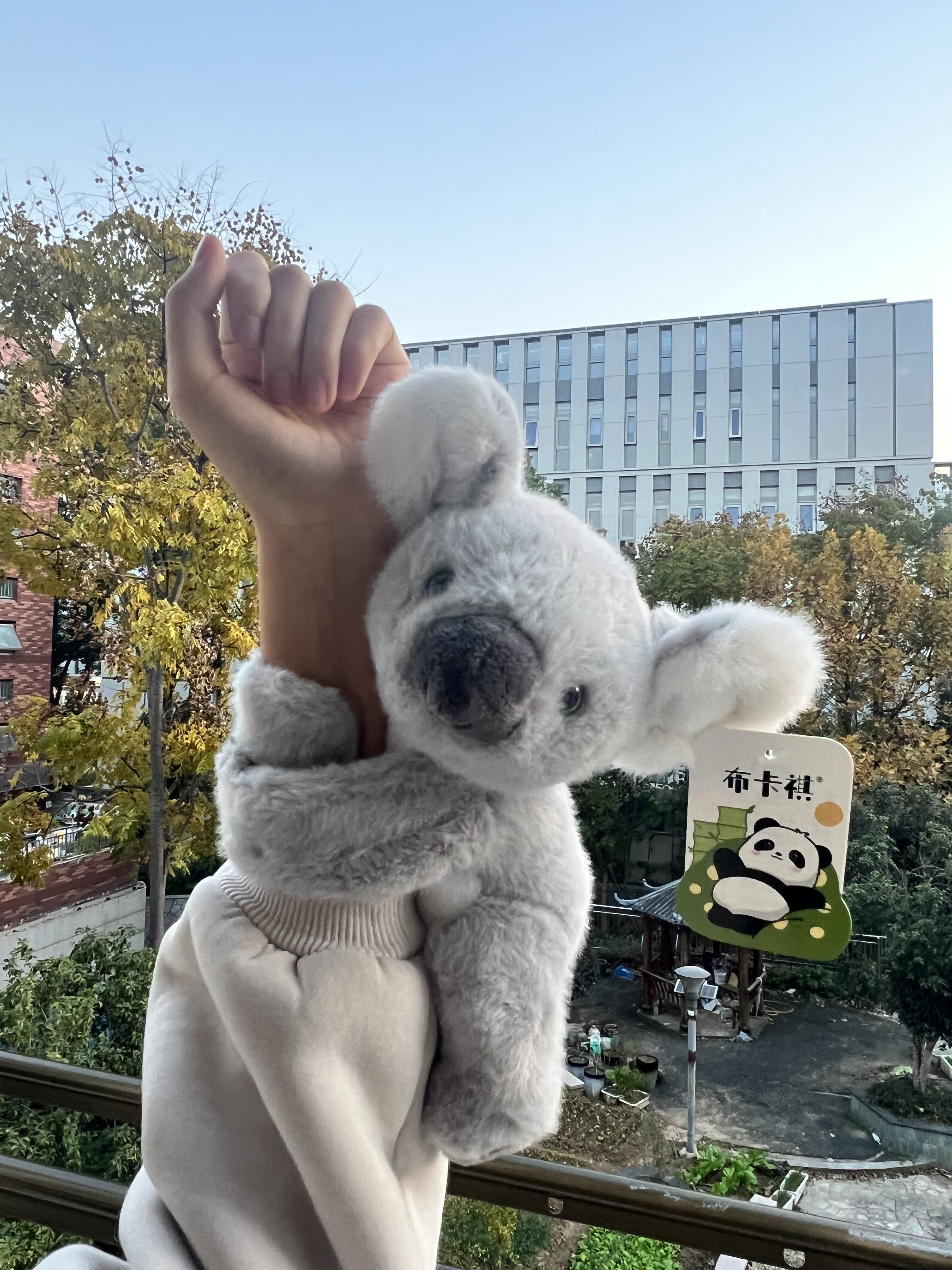 红山长隆布卡祺考拉啪啪圈毛绒玩偶宿舍抱睡公仔可爱创意生日礼物