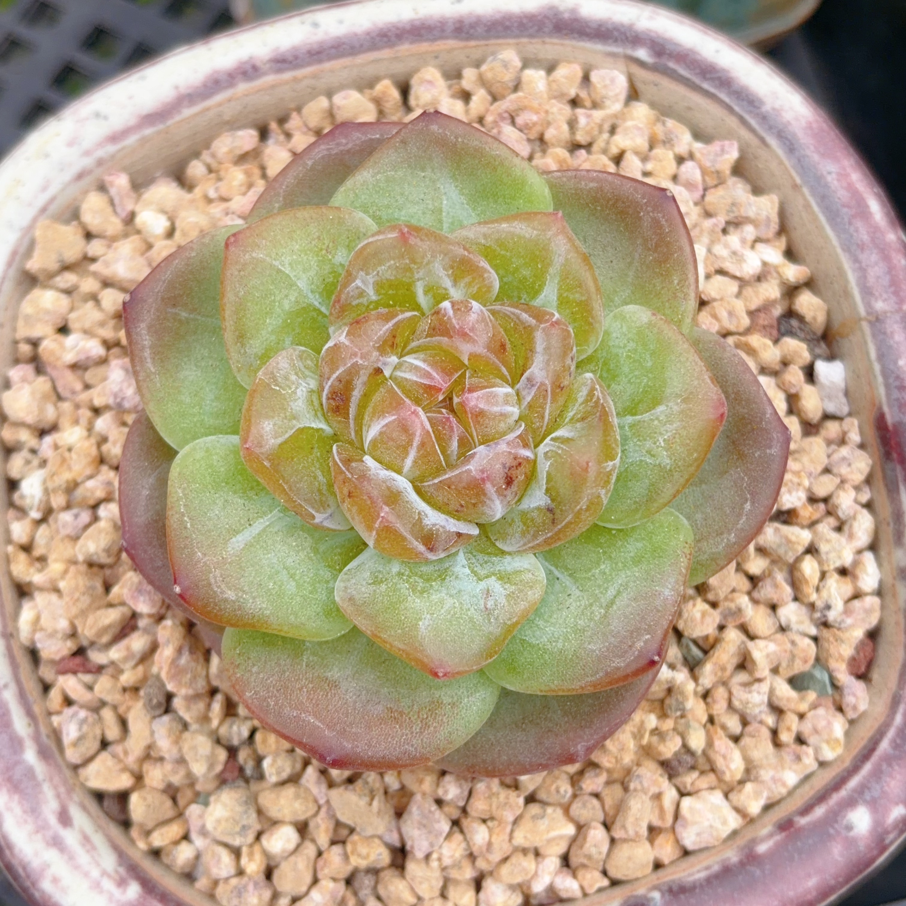 糖心珍妮冠服7.5厘米不含盆满30包邮