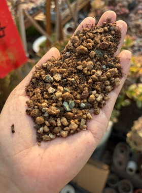 金不换多肉颗粒土铺面石麦饭石易服盆易发根透气透水