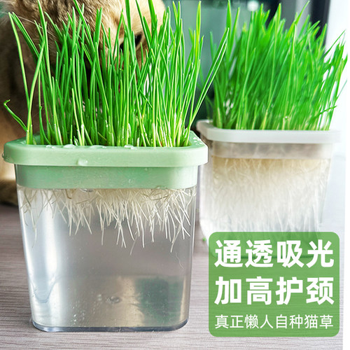 懒人猫草通透吸光浇水即长猫草