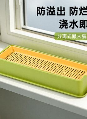 懒人猫草水培盆杯盒种植新鲜真正猫咪自种盆栽种子麦种籽专用化毛