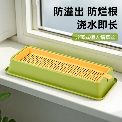 大号懒人防拔草水培猫草盆栽