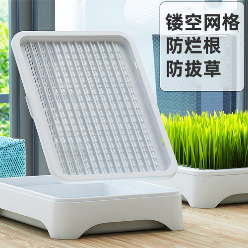 防烂根防拔草懒人猫草盆栽自种