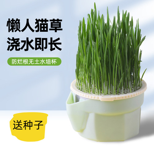 【送种子】浇水即长懒人猫草盆