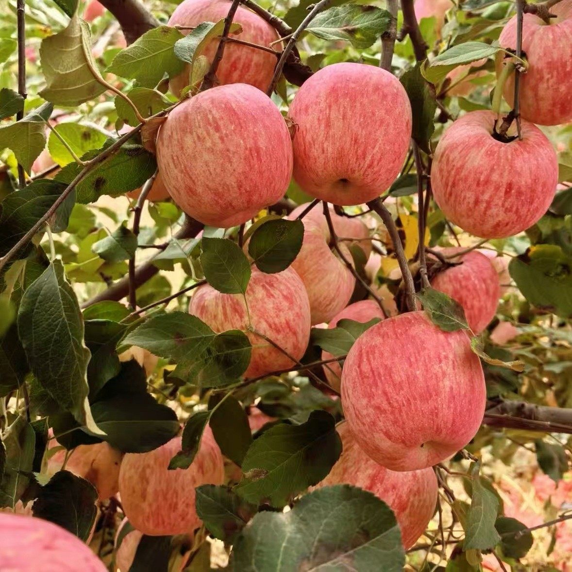 陕西洛川红富士苹果 当季新鲜时令水果 脆甜,水产肉类/新鲜蔬果/熟食,苹果,淘宝优惠券,粉丝福利购,淘宝优惠卷