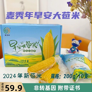 麦秀年早安大苞米2025年新货家用公主岭玉米非转基因黄金香糯玉米