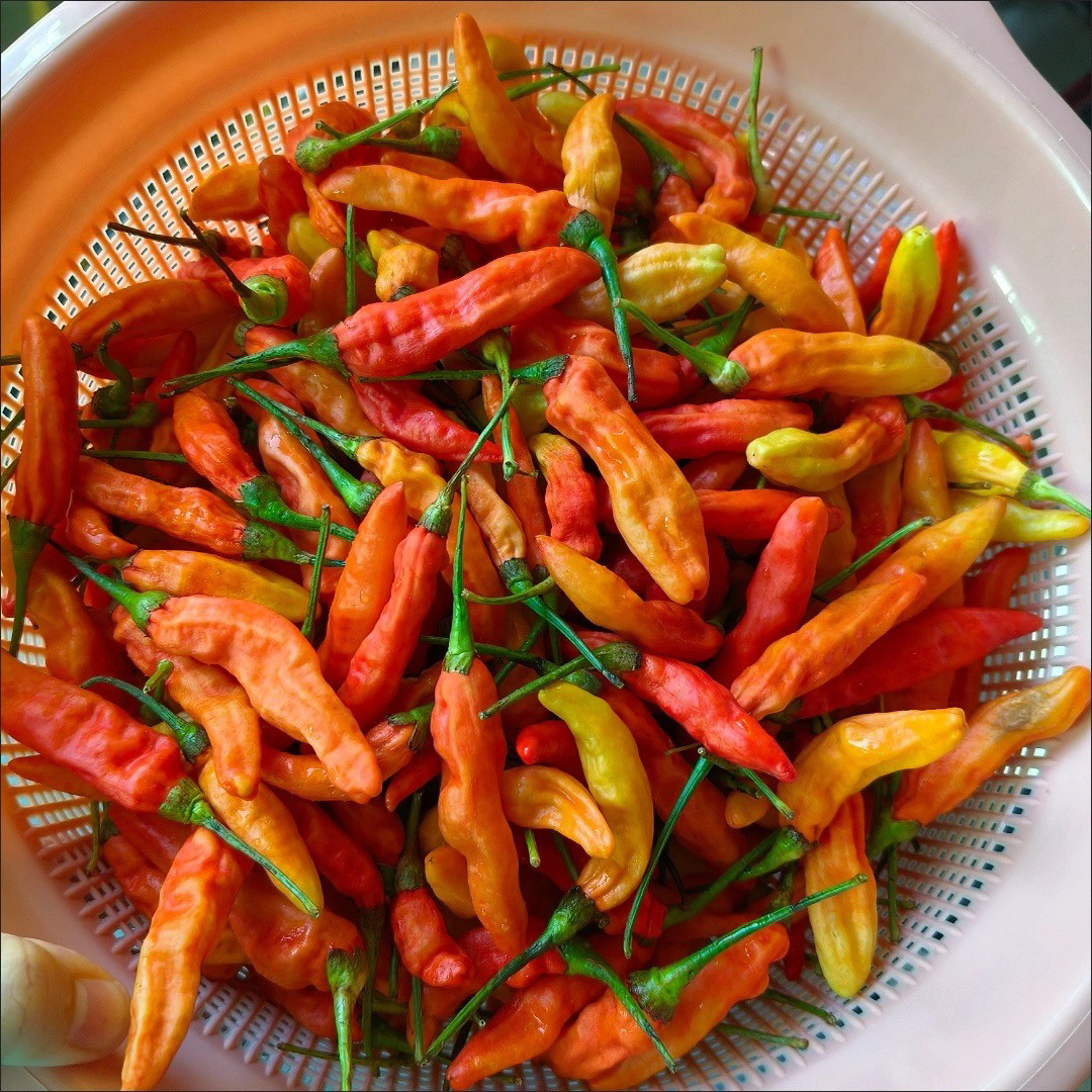 江西赣南十月辣 朝天椒 霸王椒小米辣  新鲜采摘 超辣 可做剁辣椒