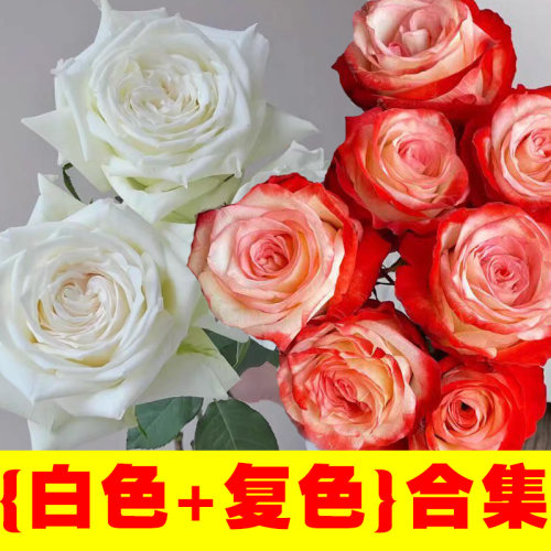珍妮莫罗】白色浓香切花玫瑰