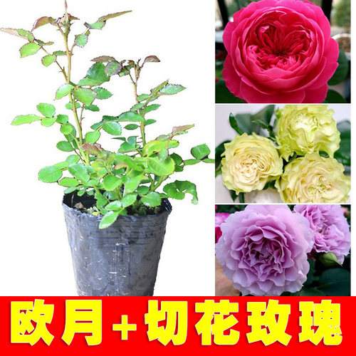 欧月+切花玫瑰小苗3颗包邮4送1