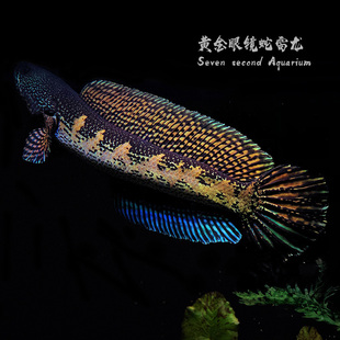 【】黄金眼镜蛇雷龙鱼七彩钴蓝热带鱼鱼苗观赏鱼奶茶雷龙