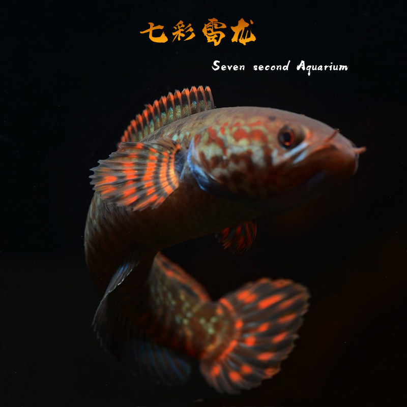 阿萨姆奶茶巧克力雷龙小型钴蓝雷龙鱼淡水热带观赏鱼七彩雷龙鱼苗