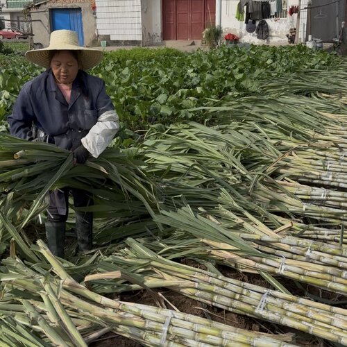 湖北老品种青皮甘蔗带泥发货去头去尾只发中间段5斤9斤
