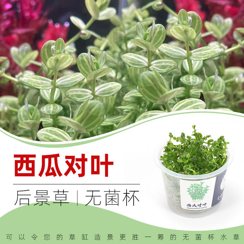 无菌杯水草绿草西瓜对叶瓜子鱼缸草造景中后景荷兰景新手水下叶