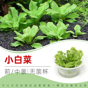 小白菜/无菌杯水草3送1杯