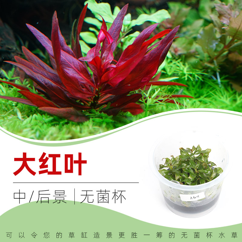 大红叶无菌杯后景草鱼缸草造景水草荷兰景无藻无螺点缀粘沉木