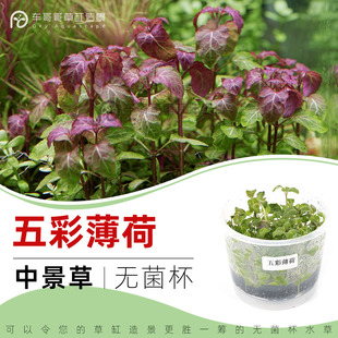 五彩薄荷无菌杯中后景草鱼缸草造景水草荷兰景无藻无螺