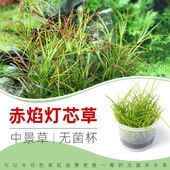 赤焰灯芯草无菌杯后景草鱼缸草造景水草荷兰景无藻无螺