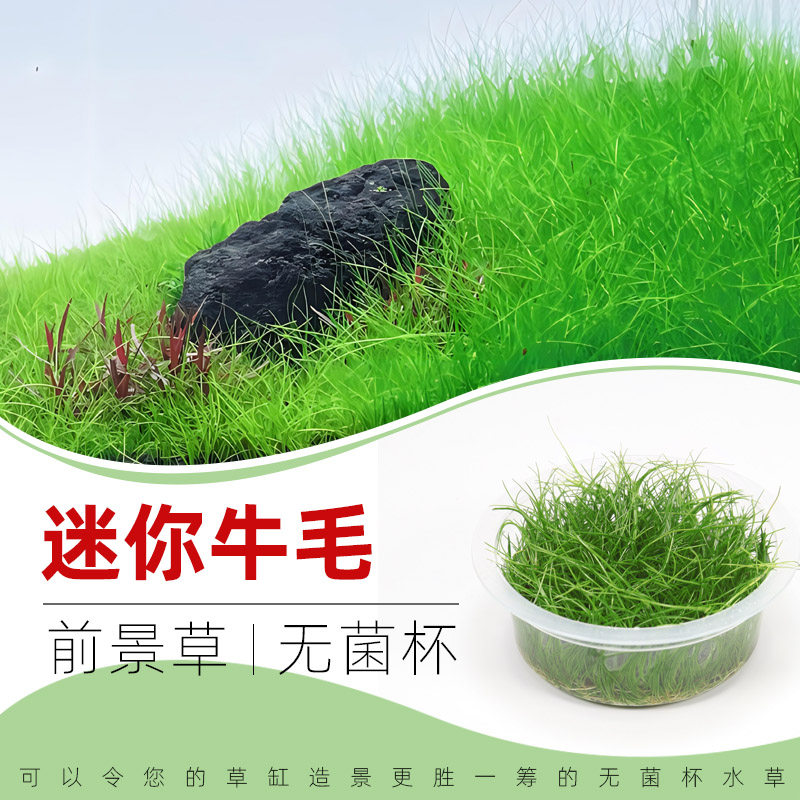 无菌杯水草迷你牛毛毯鱼缸草造景爬地前景草坪原草皮新手水下叶
