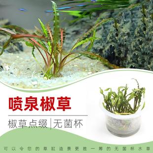 喷泉椒草无菌杯中景草点缀鱼缸草造景水草荷兰景无藻无螺阴性草
