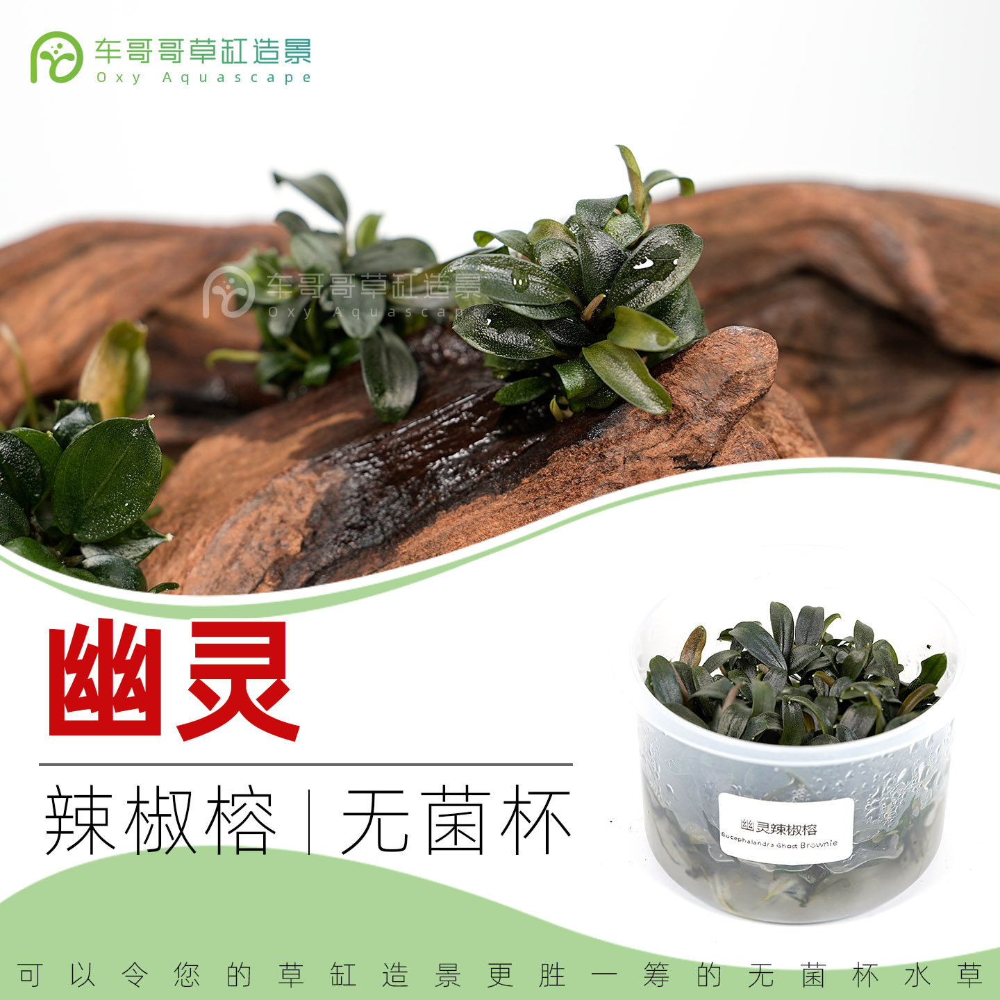 幽灵/无菌杯水草3送1杯