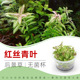 红丝青叶无菌杯后景草鱼缸草造景水草荷兰景无藻无螺新手简单易养
