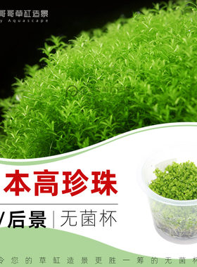 无菌杯水草日本高珍珠新手易养