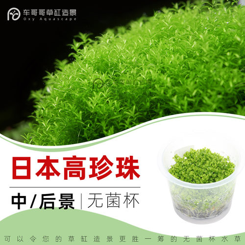 无菌杯水草日本高珍珠新手易养