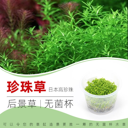 无菌杯水草日本高珍珠新手易养
