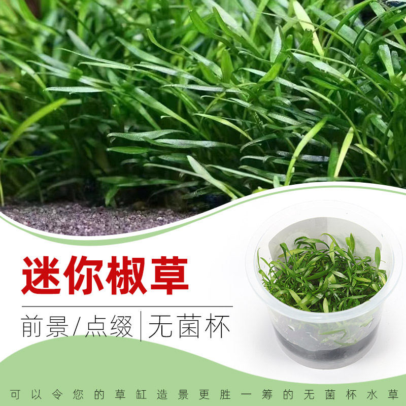 迷你椒草无菌杯水草3杯送1杯