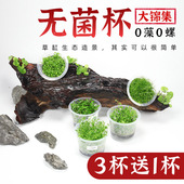 鱼缸造景水草无菌杯日本迷你爬地矮珍珠牛毛草天胡荽前后红绿宫廷