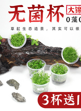 鱼缸造景水草无菌杯日本迷你爬地矮珍珠牛毛草天胡荽前后红绿宫廷