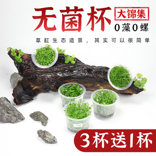 3送1_无菌杯水草集锦0藻0螺