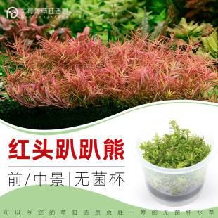 红头趴趴熊无菌杯前中景草鱼缸草造景水草荷兰景无藻无螺简单新手