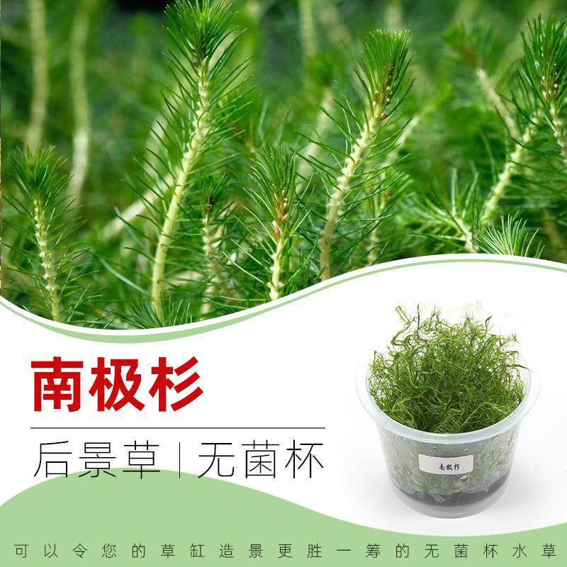 南极杉无菌杯后景草鱼缸草造景水草荷兰景无藻无螺,宠物/宠物食品及用品,水草,淘宝优惠券,粉丝福利购,淘宝优惠卷
