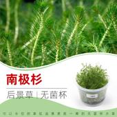 南极杉无菌杯后景草鱼缸草造景水草荷兰景无藻无螺