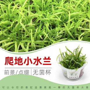 爬地小水兰无菌杯前景点缀草鱼缸草造景水草无藻无螺阴性水草