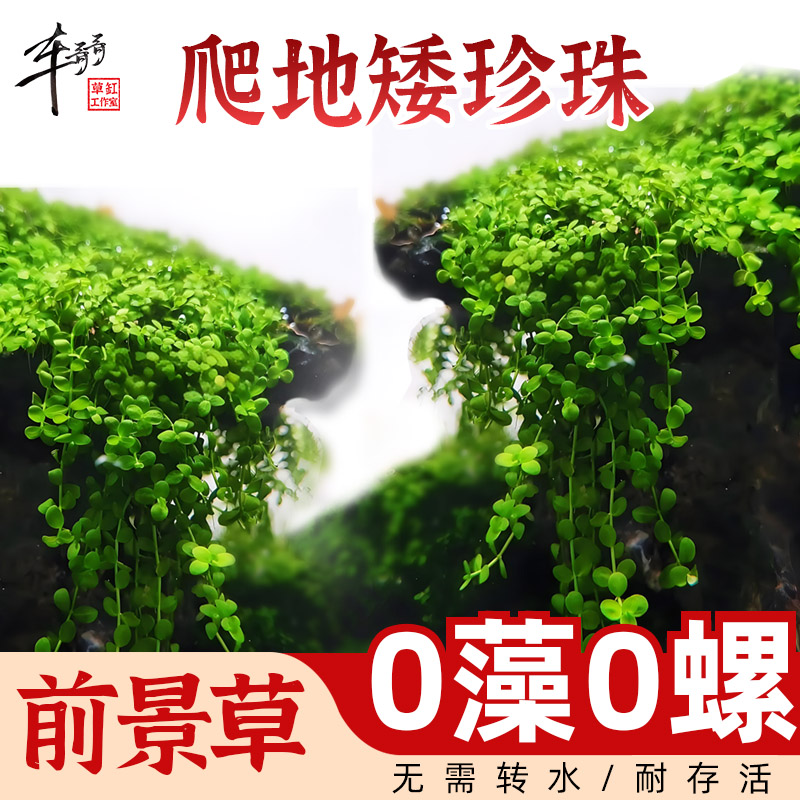 无菌杯水草迷你日本爬地趴地矮珍珠鱼缸草造景前景新手水下叶