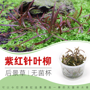无菌杯水草紫红针叶柳易养阴性草鱼缸造景中后景荷兰景新手水下叶