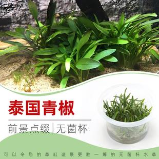 泰国青椒无菌杯点缀中景草鱼缸草造景水草荷兰景无藻无螺椒草阴性