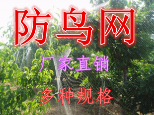 防鸟网果园葡萄树庄稼蔬菜保护网庭院家用阳台尼龙养殖农用防护网