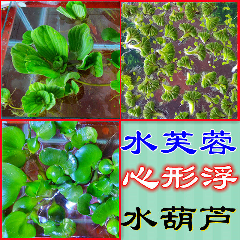 水芙蓉水浮莲水浮萍水葫芦水生水草植物水培净化水质龟缸水族造景