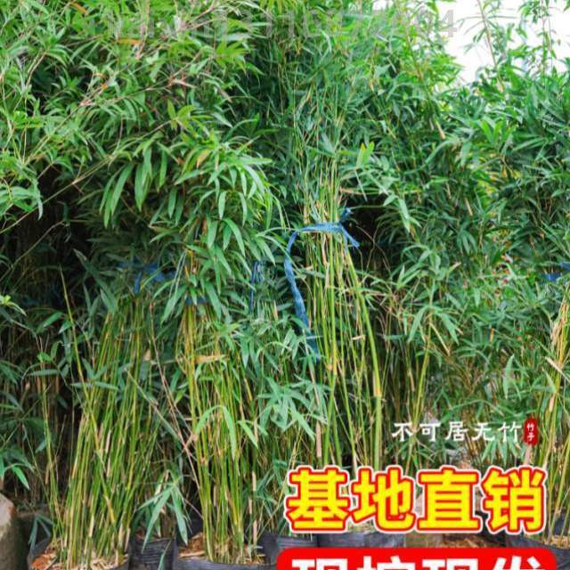 室内外绿植观赏苗耐寒!盆栽庭院四季常青竹子丛生植南北方慈孝竹