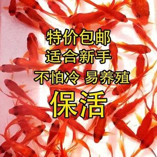 小型淡水观赏鱼苗小草金鱼小红鲤龙鱼乌龟活体鱼饲料红草鱼冷水鱼