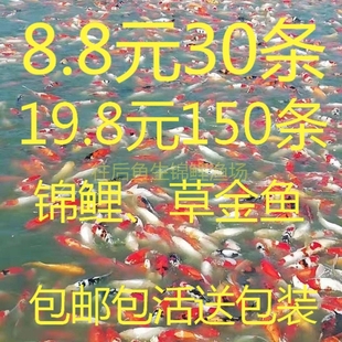 锦鲤鱼活体小金鱼活小型观赏鱼苗冷水淡水鱼饲料鱼好养草金鱼活鱼