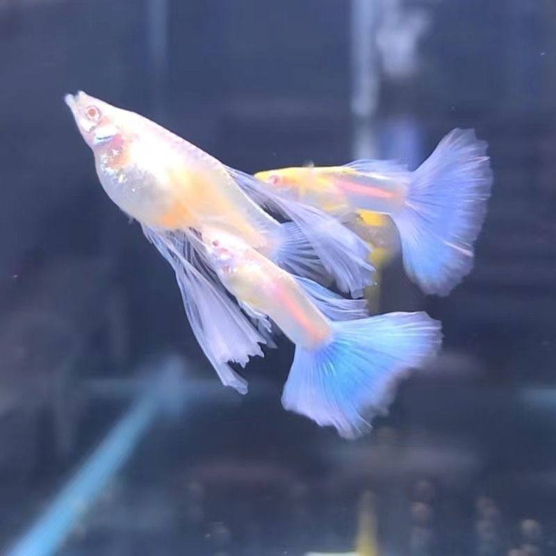 蓝白大c绣球孔雀鱼大c燕尾热带观赏鱼蓝白绣球孔雀鱼苗亚成