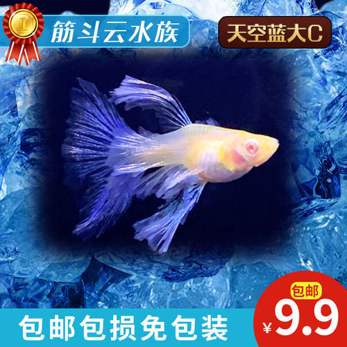 小型孔雀鱼热带胎生白子观赏鱼